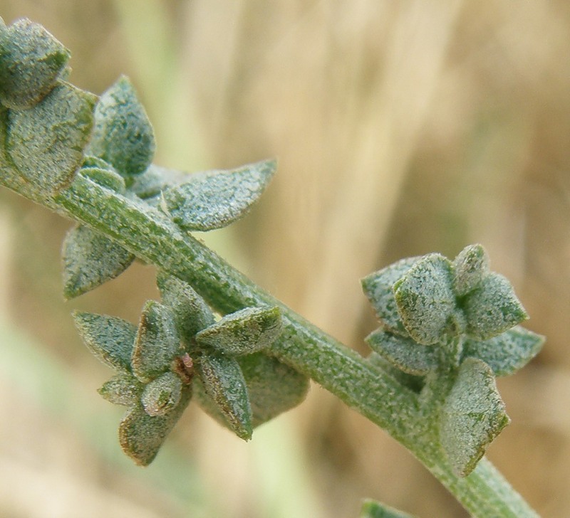 Image of Atriplex micrantha specimen.