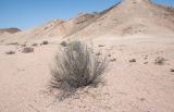 Pechuel-loeschea leubnitziae. Плодоносящее растение. Намибия, регион Erongo, ок. 60 км к востоку от г. Свакопмунд, пустыня Намиб, национальный парк \"Dorob\", ок. 320 м н. у. м. 03.03.2020.