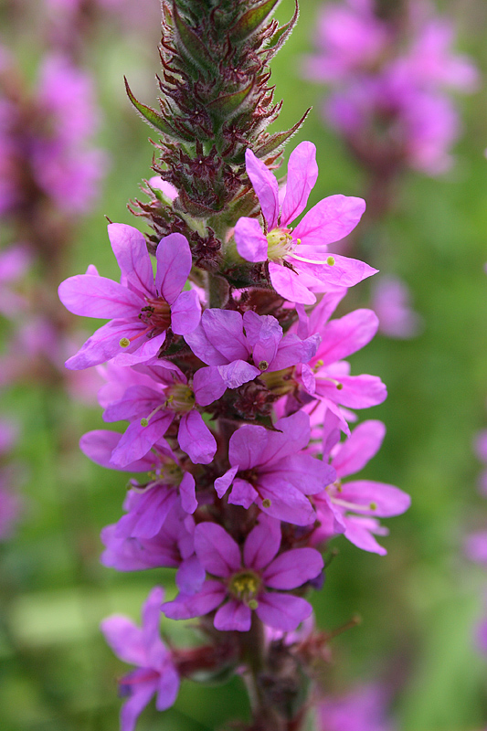 Изображение особи Lythrum salicaria.