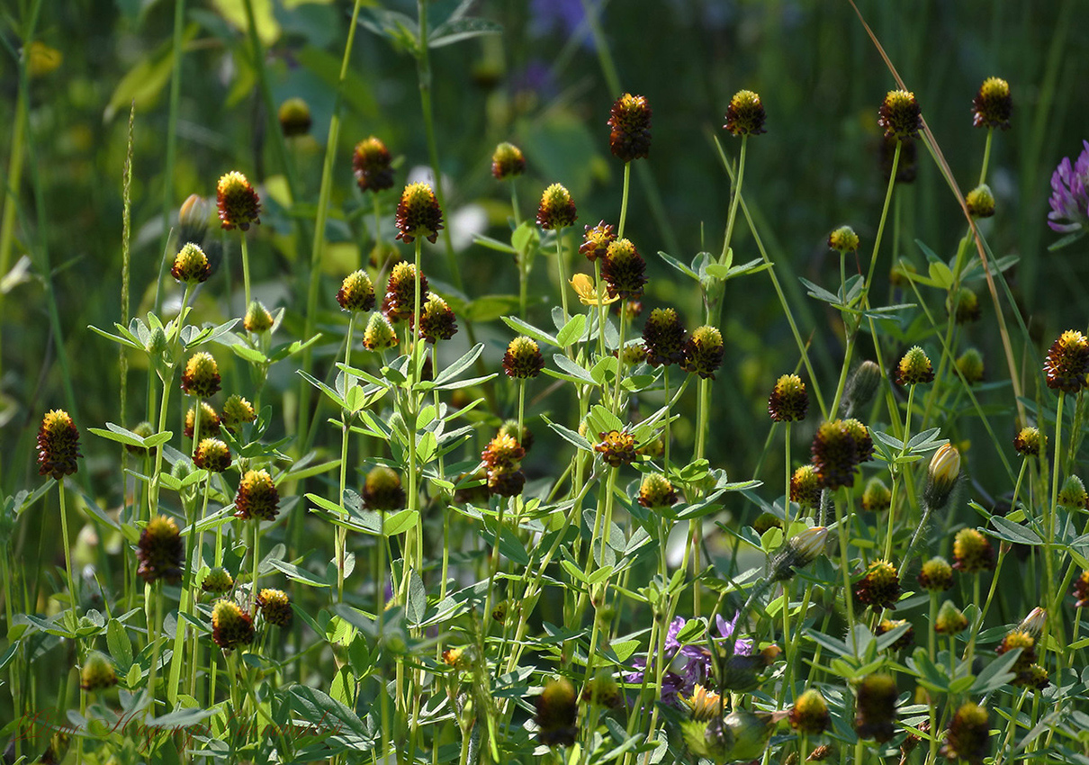 Image of Trifolium spadiceum specimen.