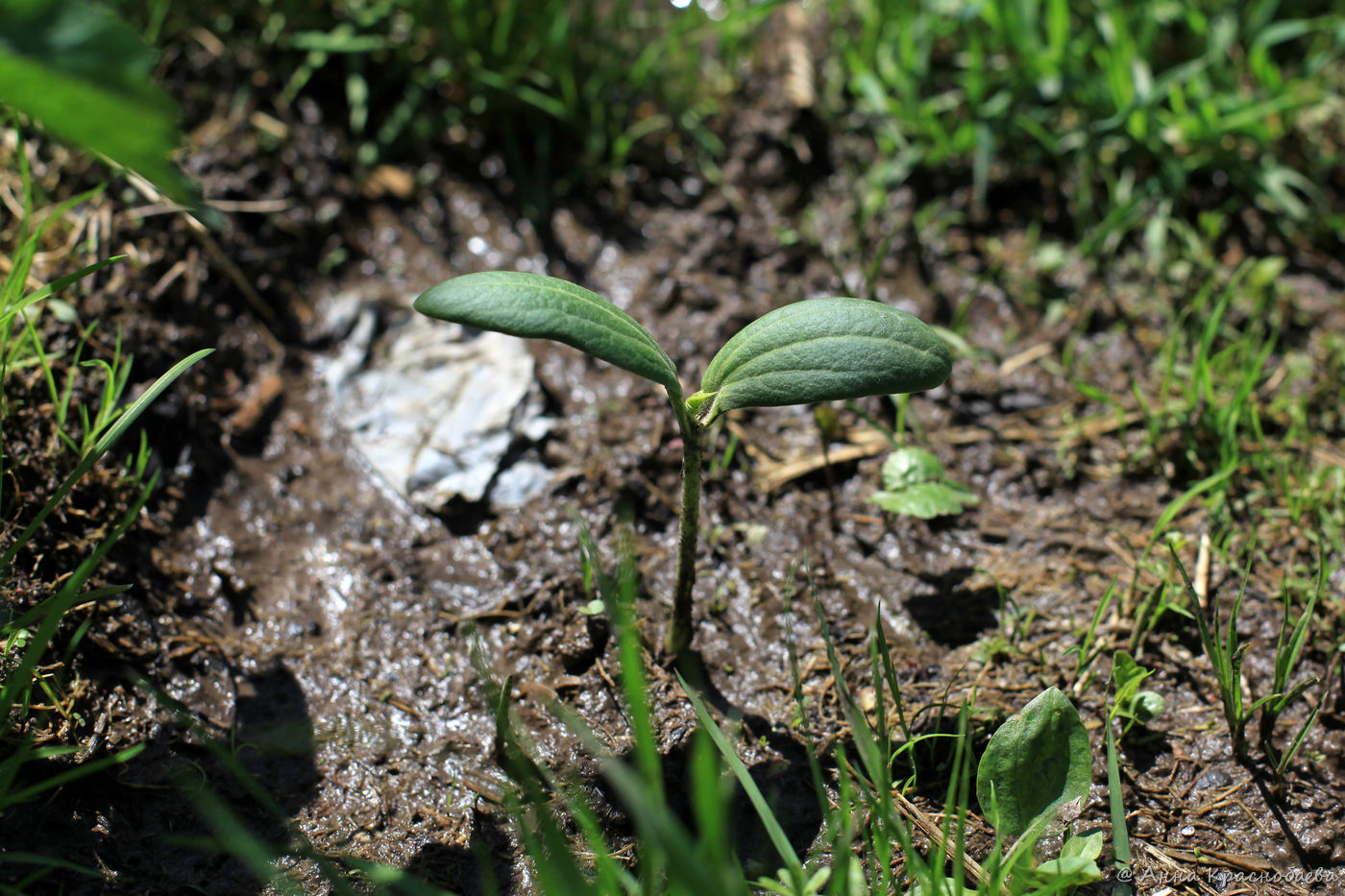 Image of Echinocystis lobata specimen.