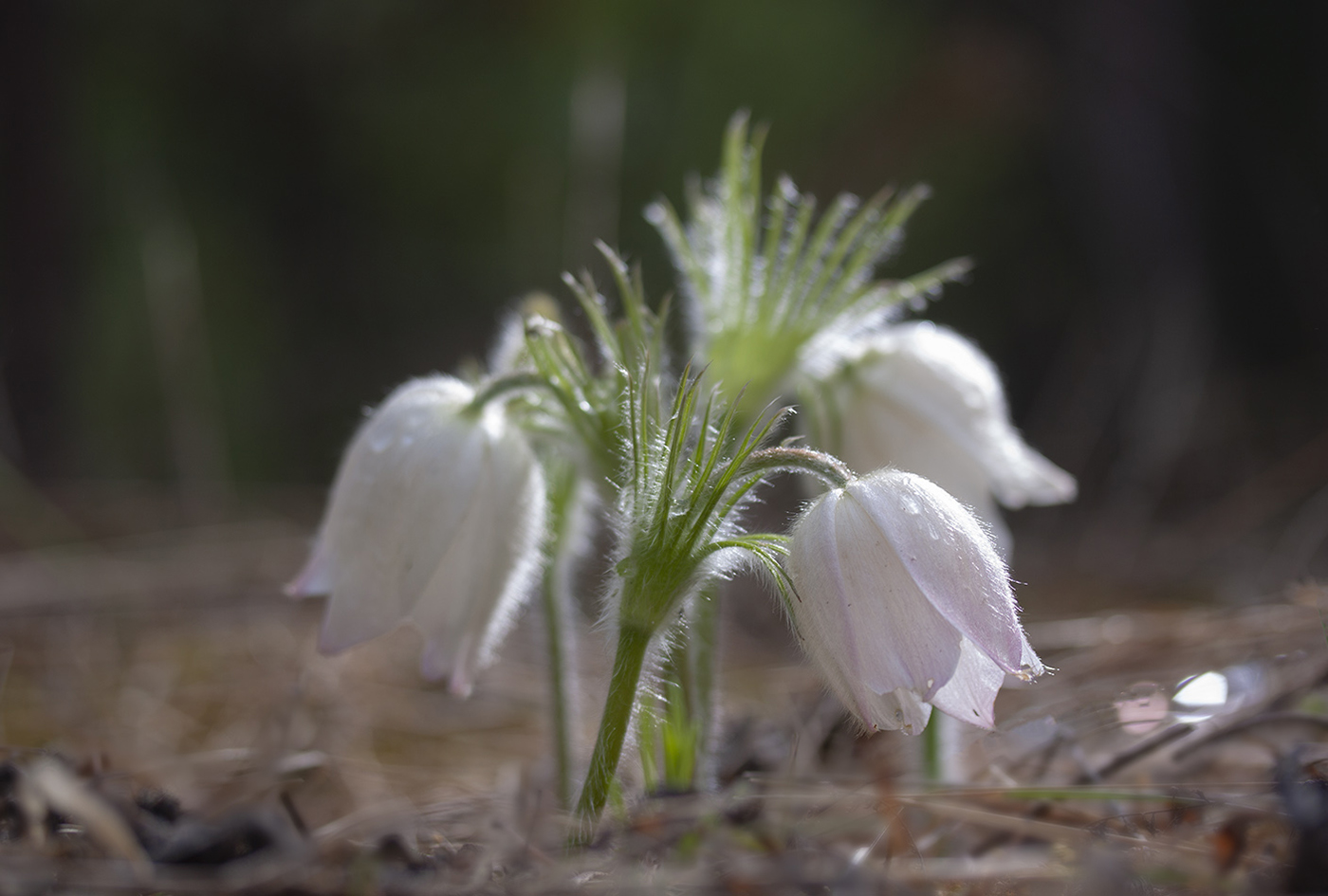 Image of Pulsatilla patens specimen.