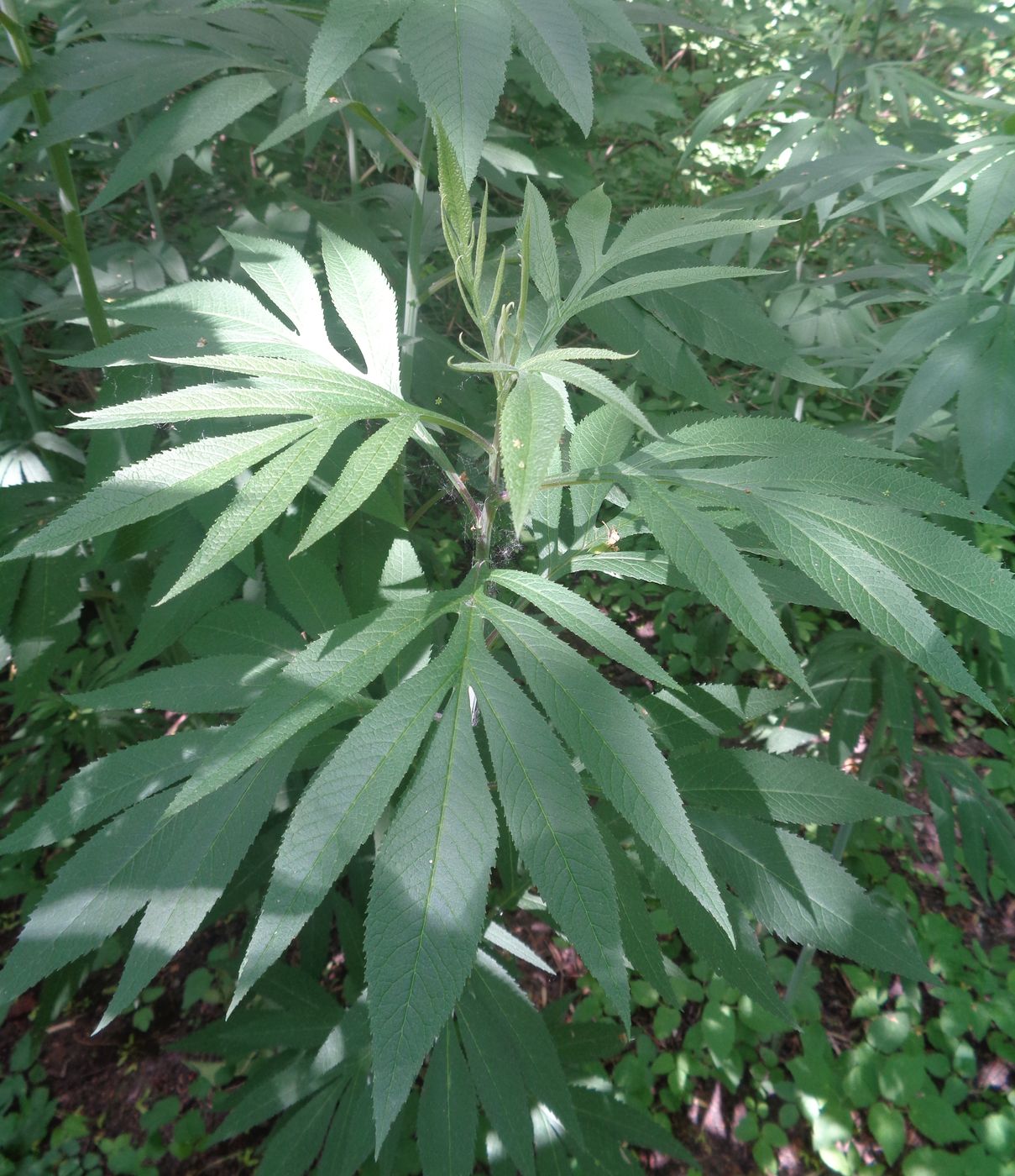 Image of Senecio cannabifolius specimen.