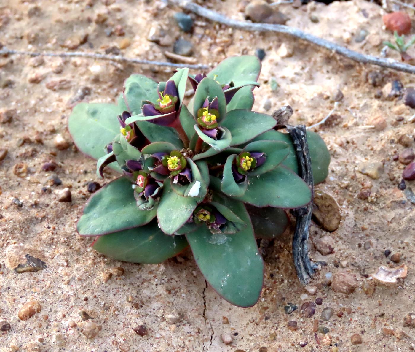 Изображение особи Euphorbia rapulum.