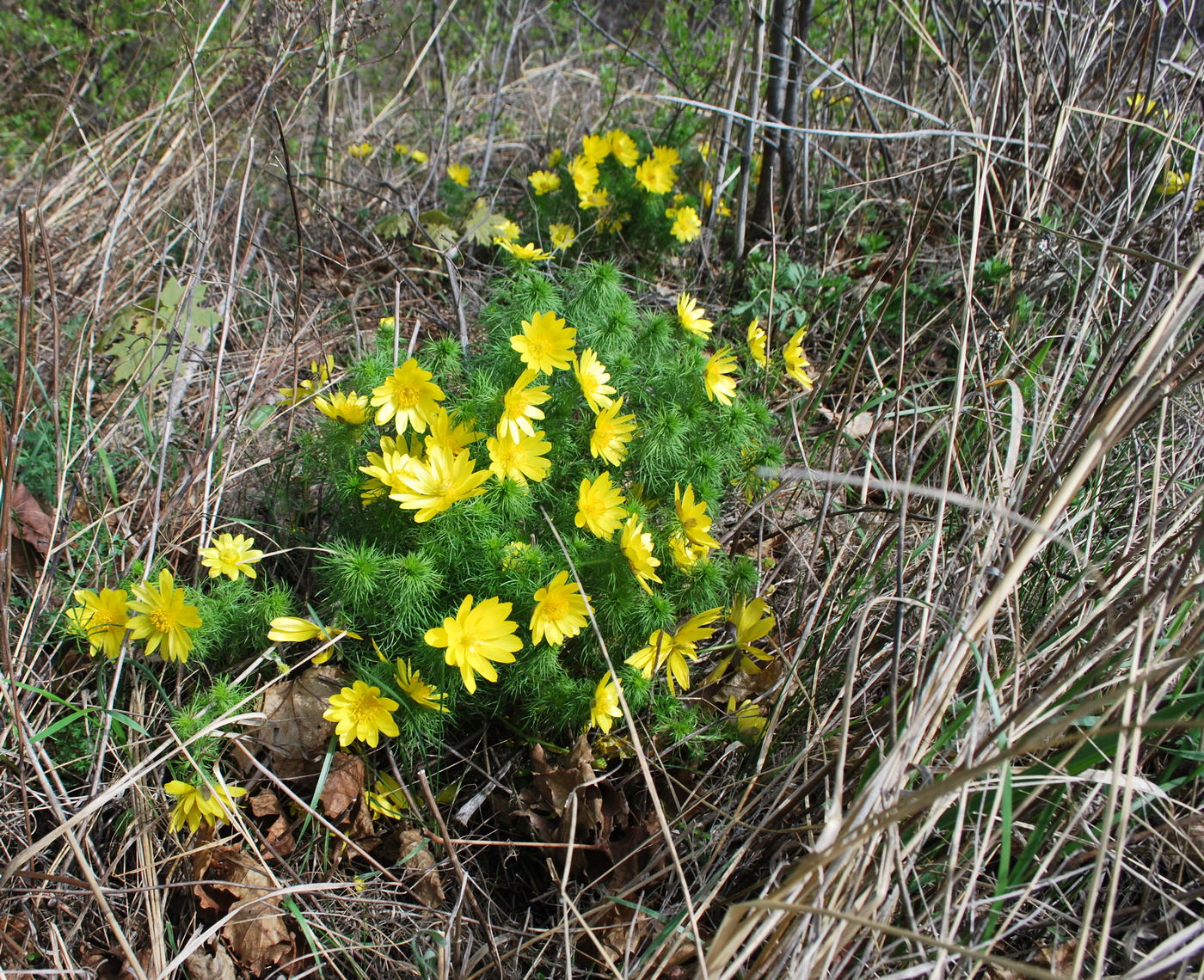 Изображение особи Adonis vernalis.