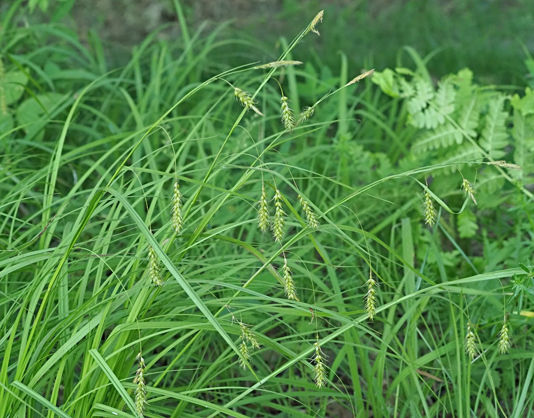 Изображение особи Carex arnellii.