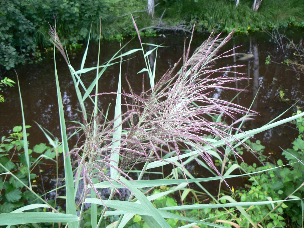 Изображение особи Phragmites australis.