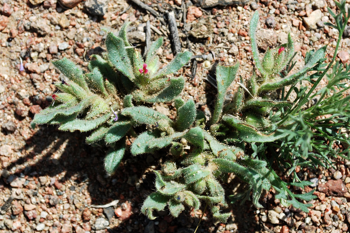 Image of Nonea caspica specimen.