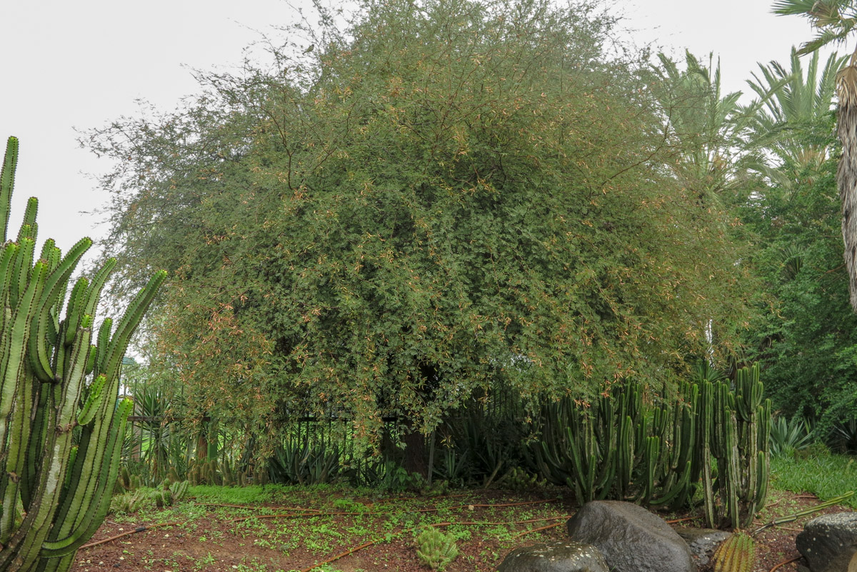 Image of Mimosa aculeaticarpa specimen.