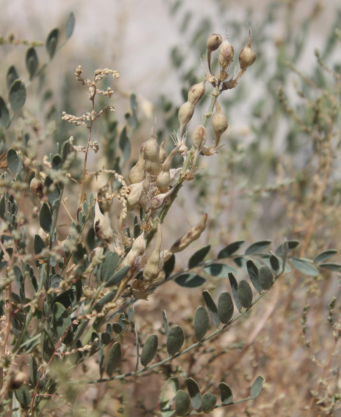 Image of Goebelia pachycarpa specimen.