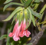 Lobostemon belliformis