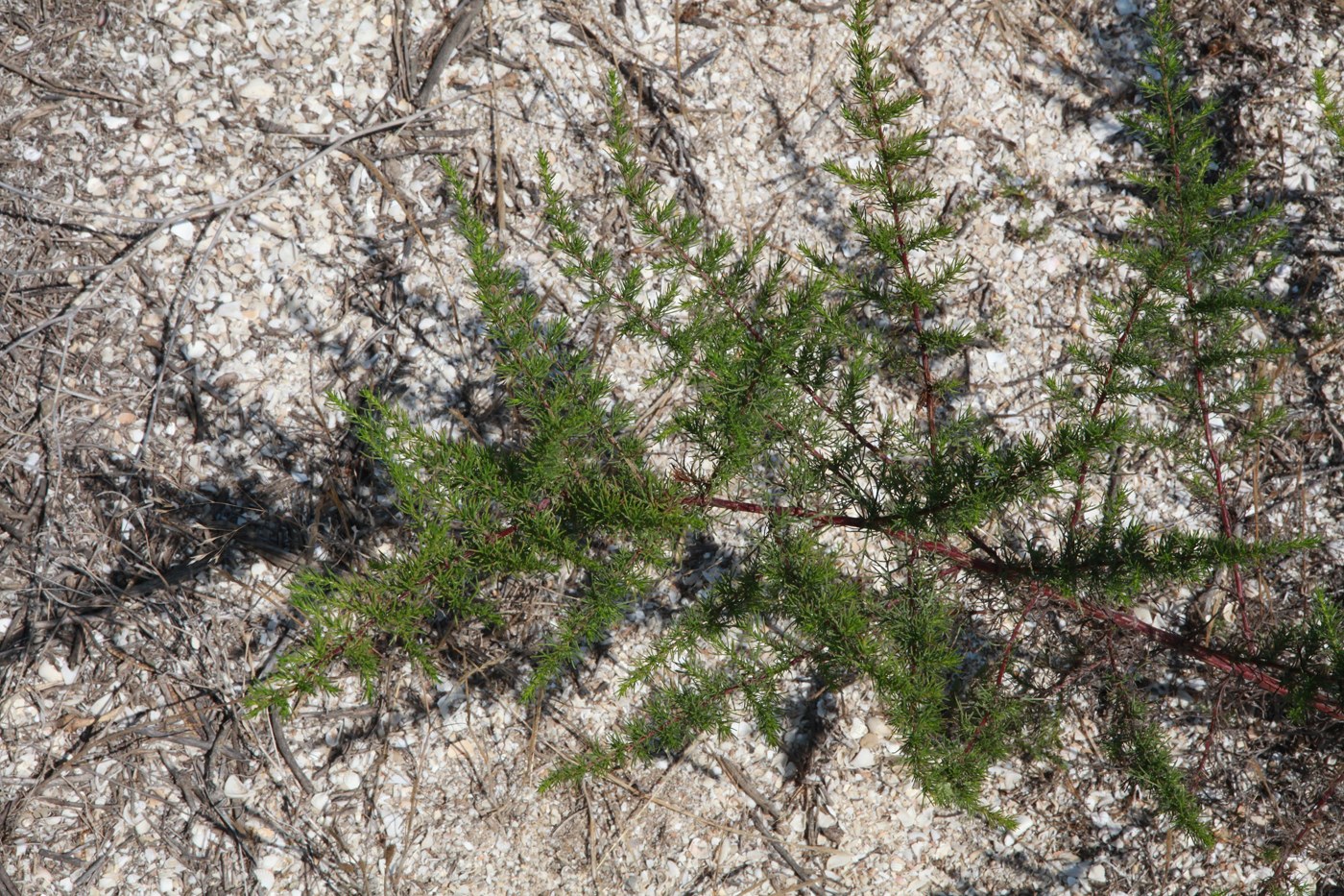 Image of Artemisia arenaria specimen.