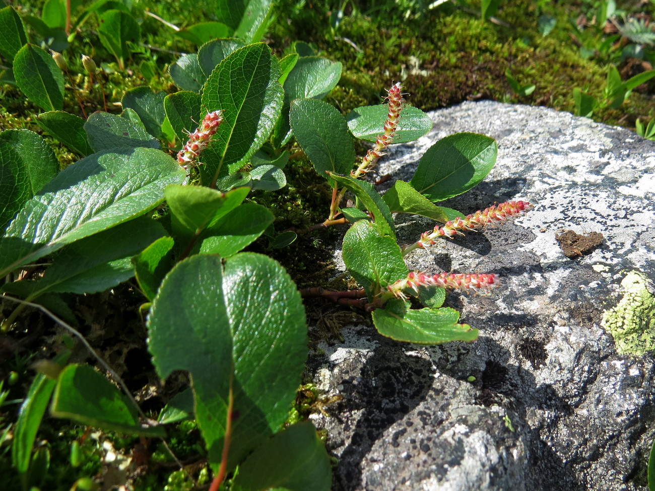 Изображение особи Salix turczaninowii.