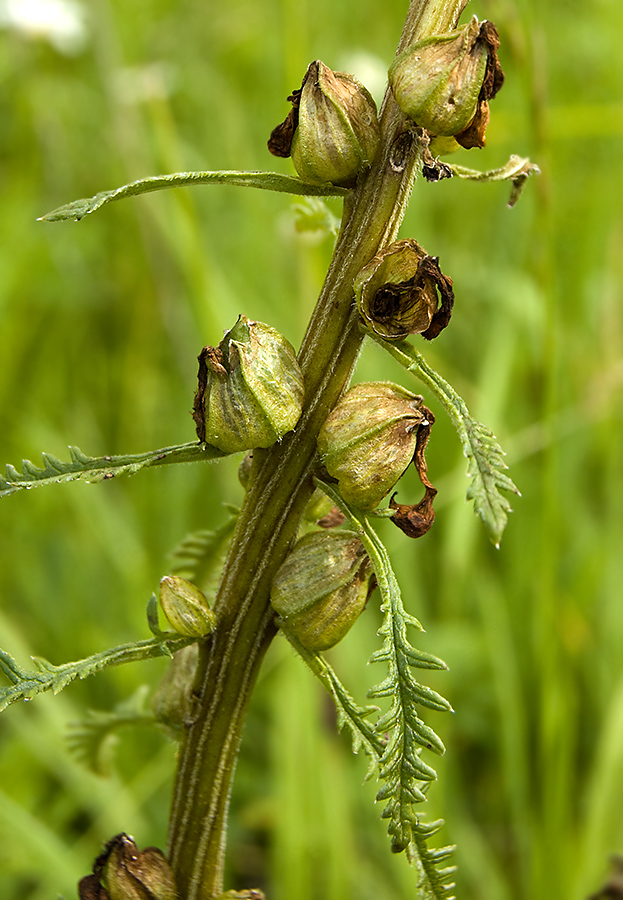 Изображение особи Pedicularis incarnata.