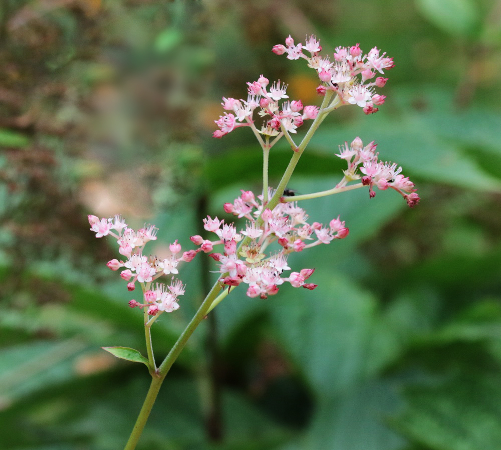 Image of Rodgersia aesculifolia specimen.