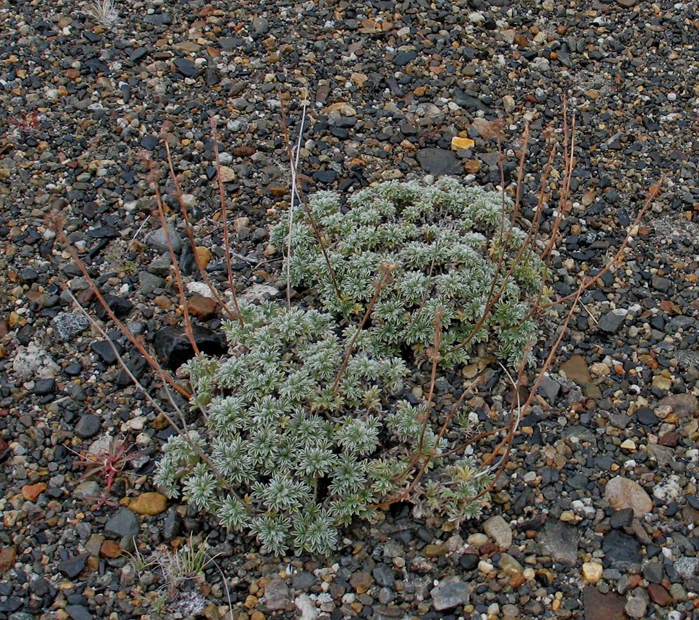 Изображение особи Acaena sericea.