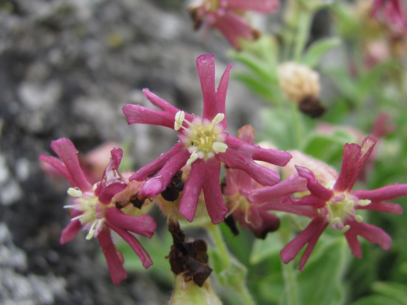 Image of Silene pygmaea specimen.