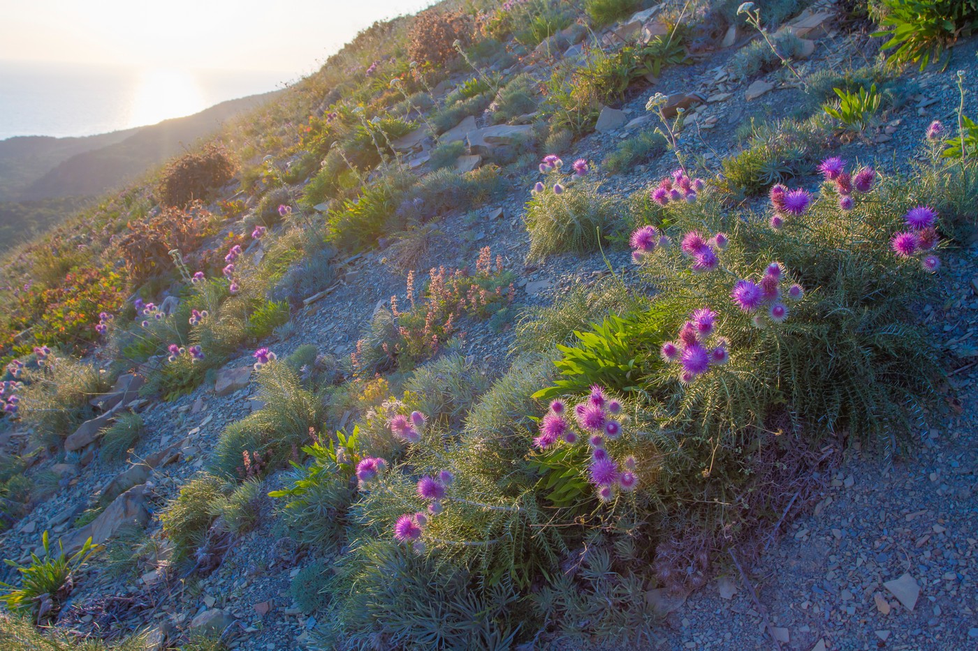 Изображение особи Lamyra echinocephala.