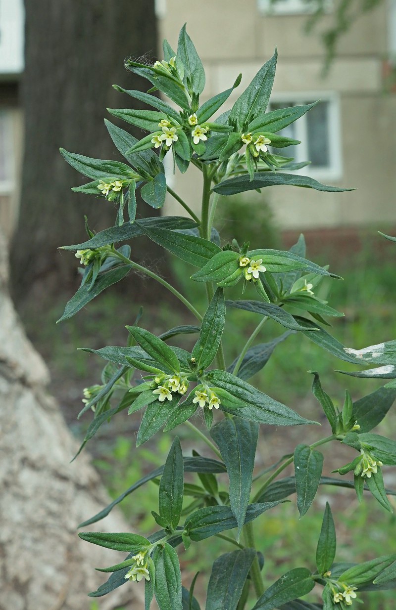 Изображение особи Lithospermum officinale.