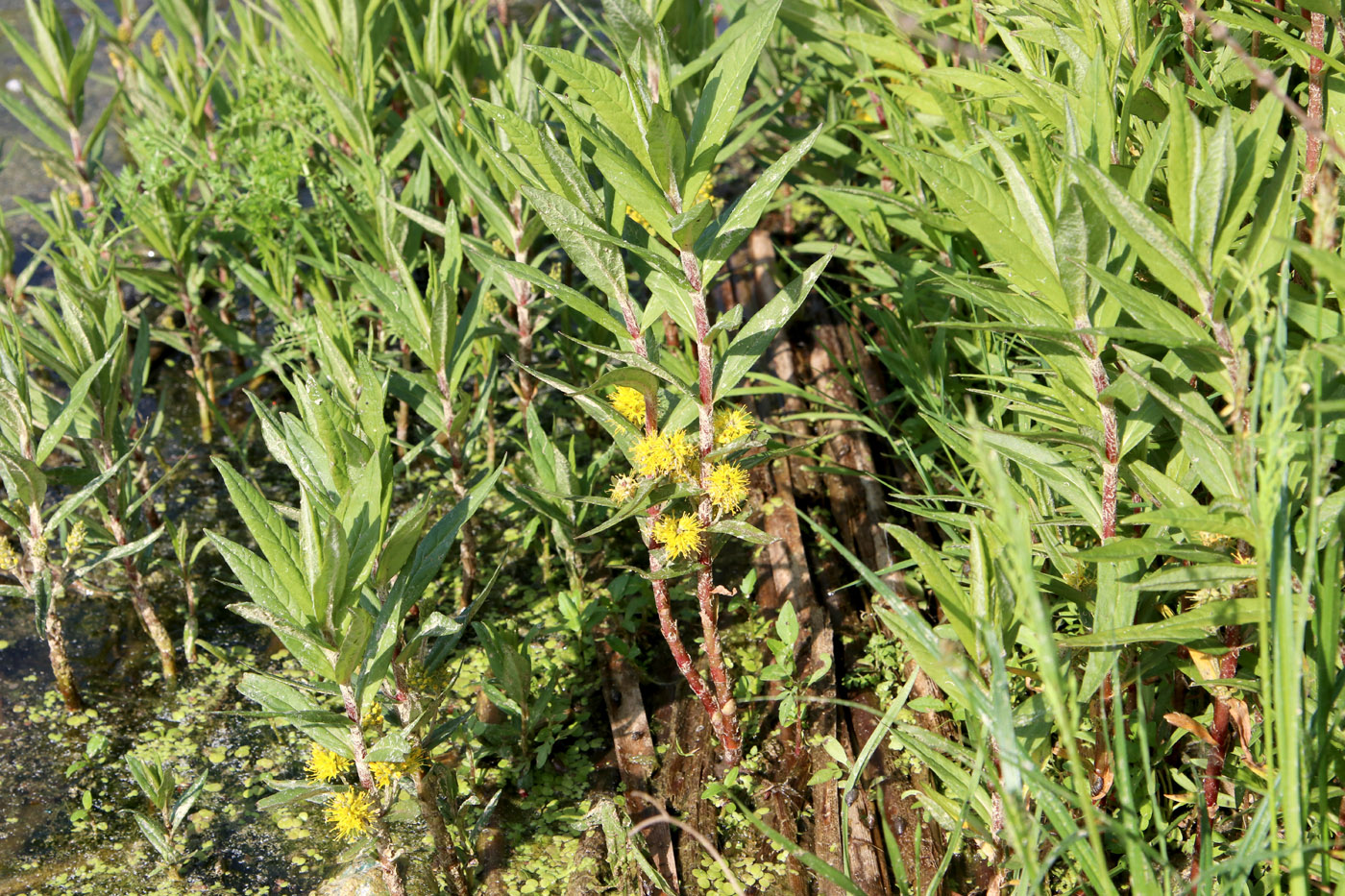 Image of Naumburgia thyrsiflora specimen.