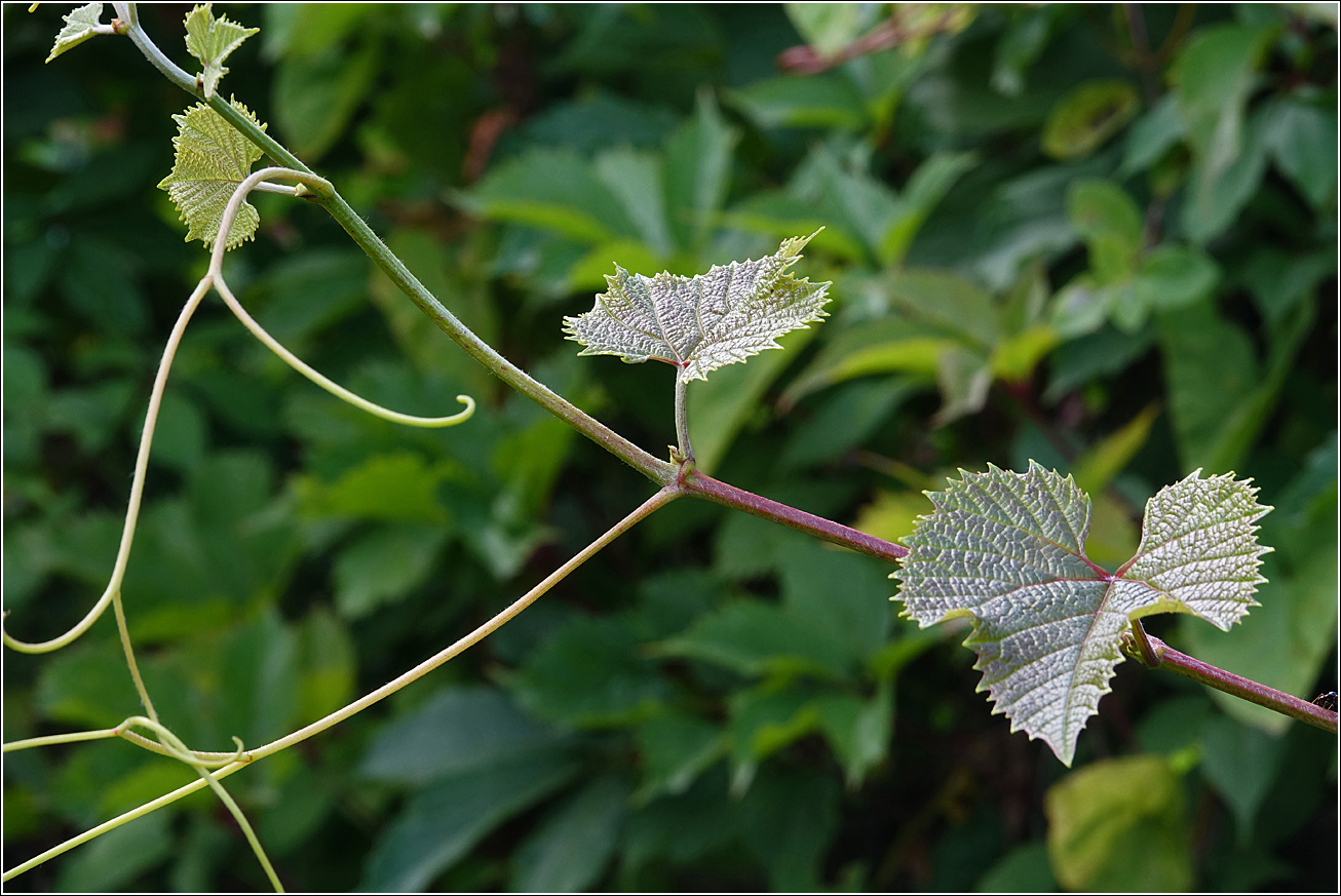 Изображение особи Vitis vinifera.