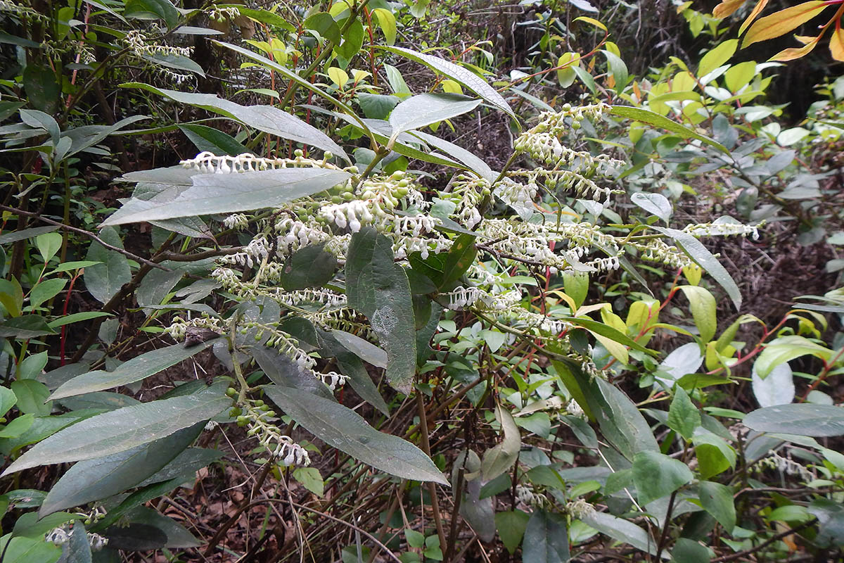 Изображение особи род Leucothoe.