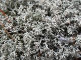 Cladonia arbuscula