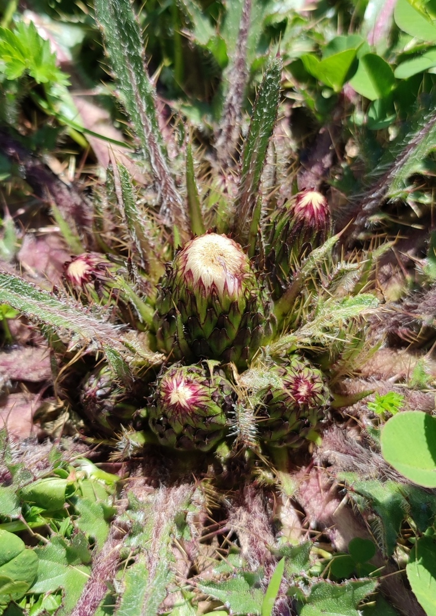 Image of Cirsium esculentum specimen.