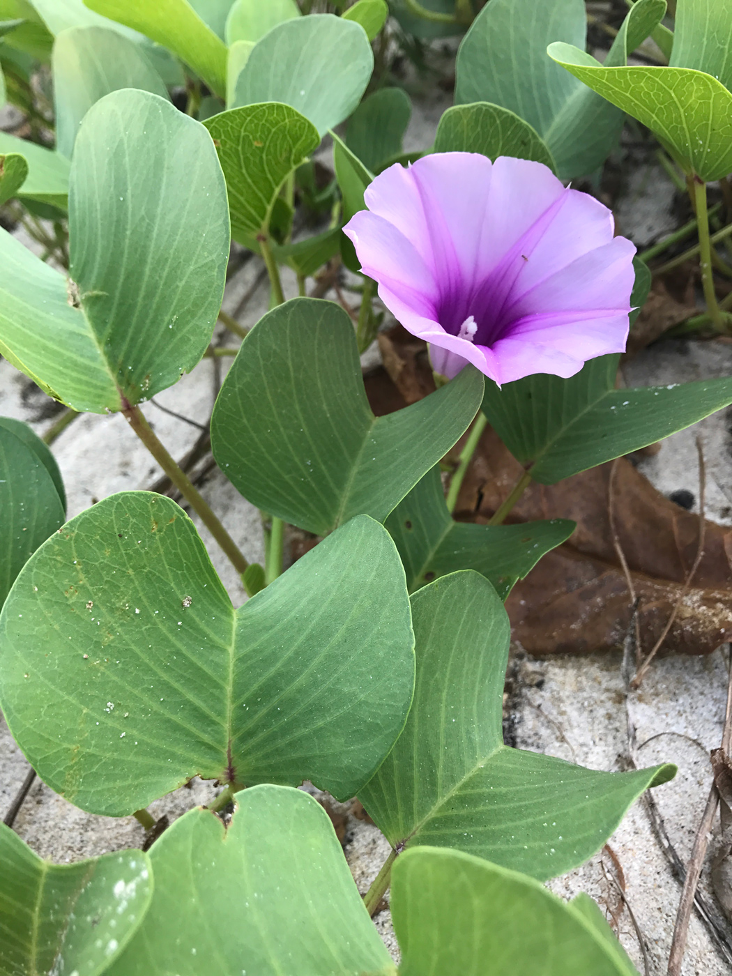 Image of Ipomoea pes-caprae specimen.