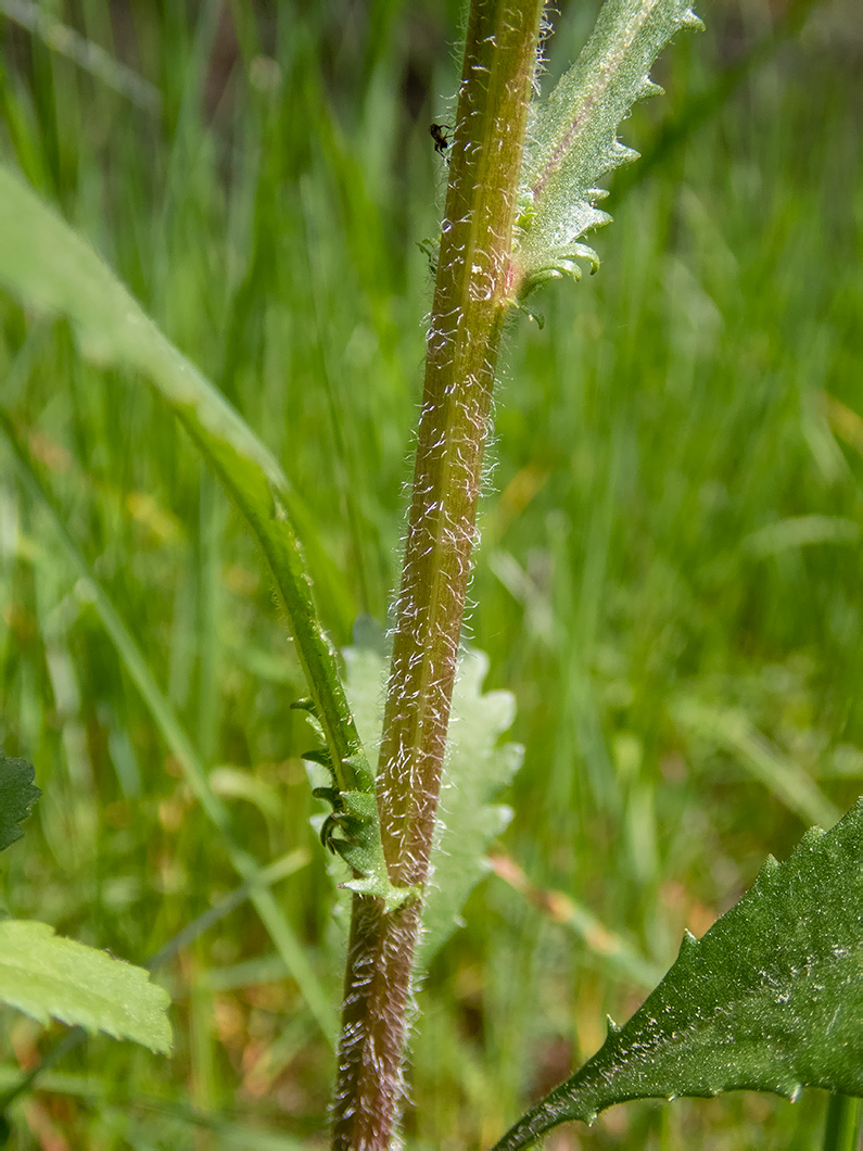 Image of Leucanthemum ircutianum specimen.