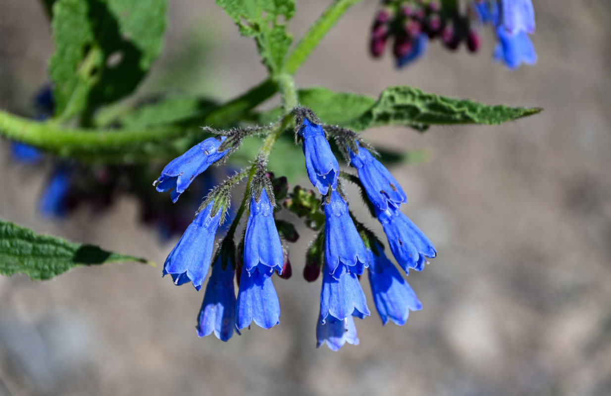 Изображение особи Symphytum asperum.