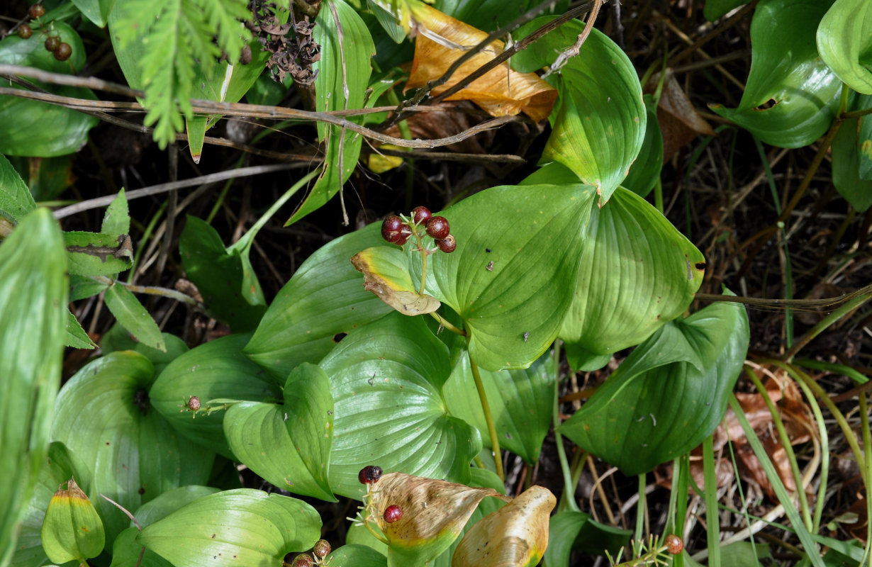 Изображение особи Maianthemum dilatatum.