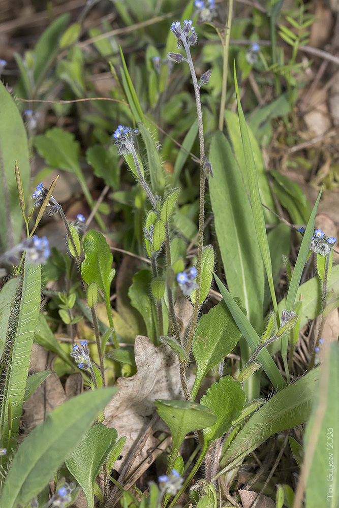 Image of Myosotis ramosissima specimen.