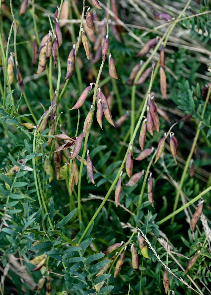 Изображение особи Vicia cracca.