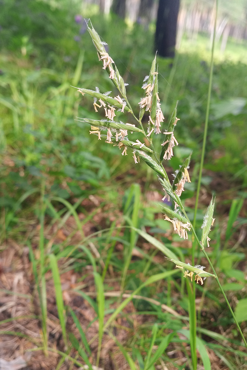 Изображение особи Brachypodium pinnatum.