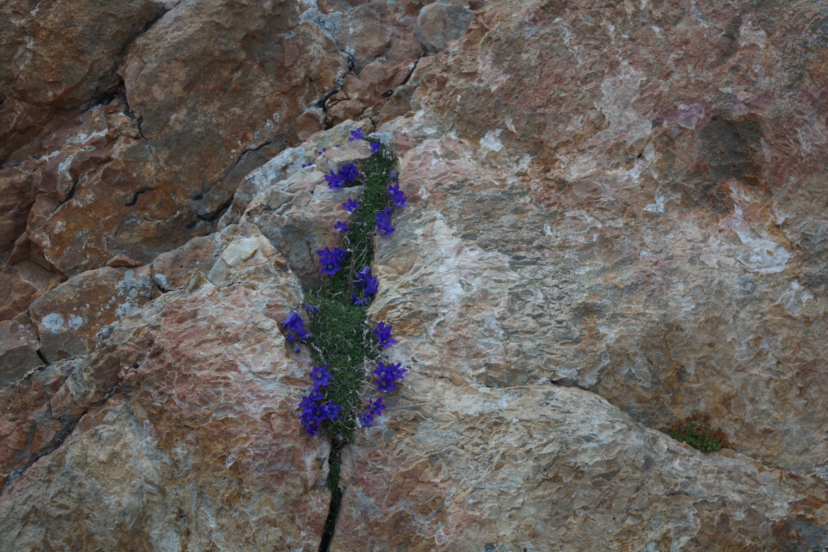 Изображение особи род Campanula.