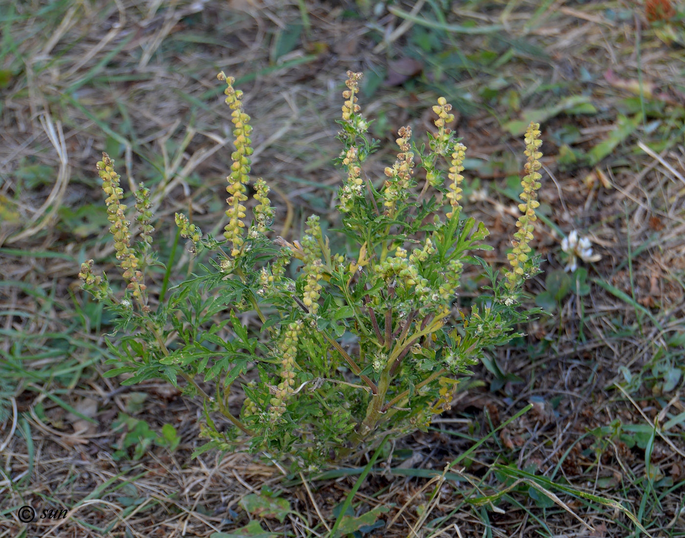 Image of Ambrosia artemisiifolia specimen.