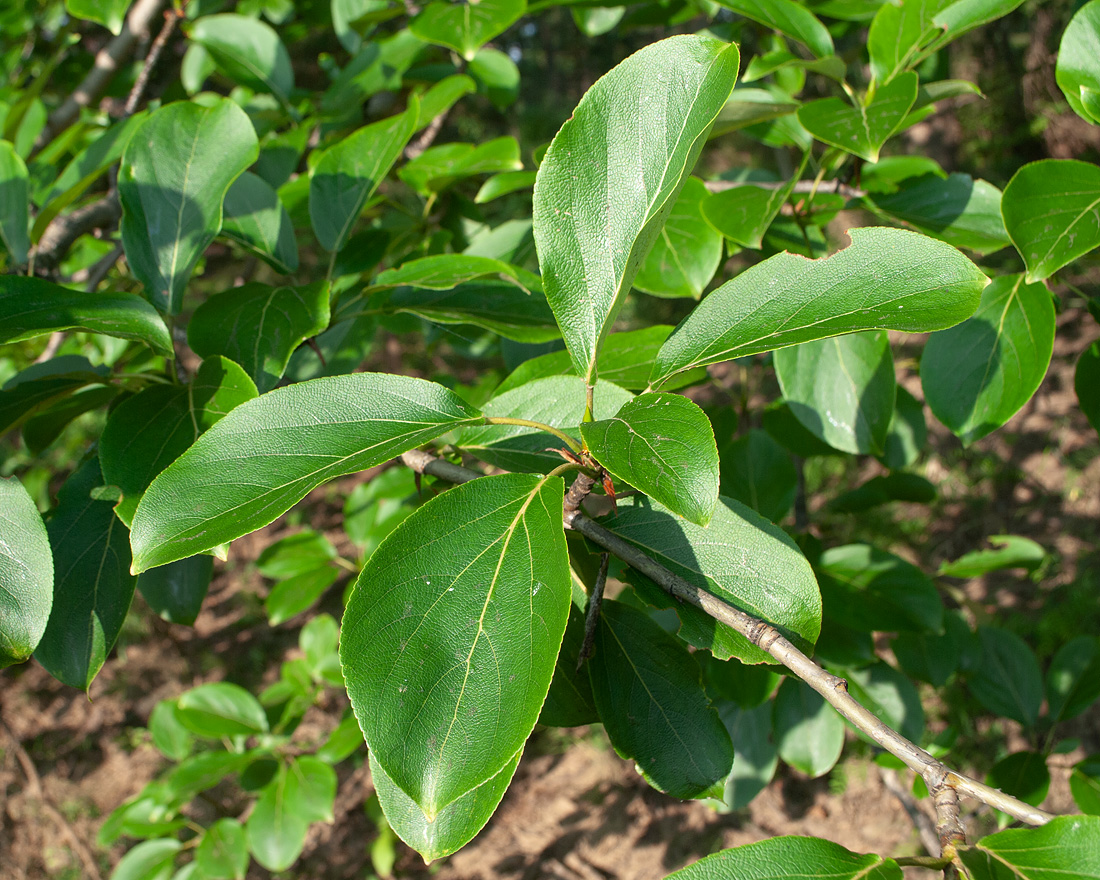 Image of Populus suaveolens specimen.