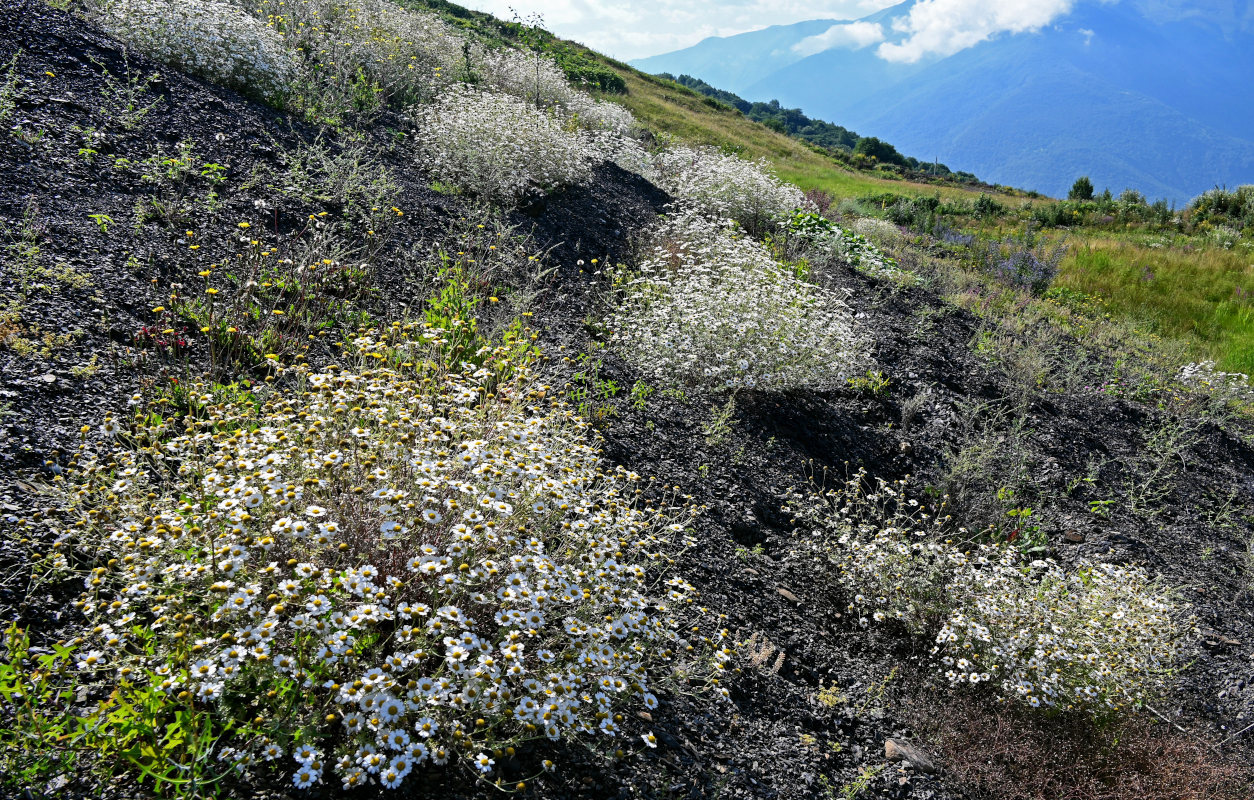 Image of Pyrethrum glanduliferum specimen.