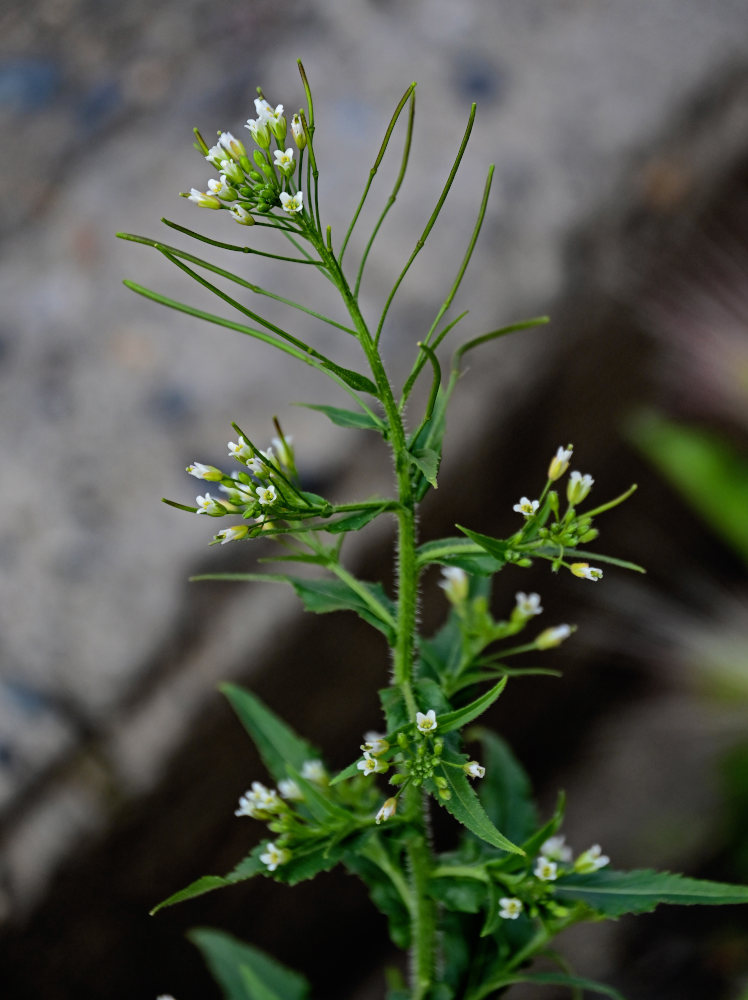 Изображение особи Arabis pendula.