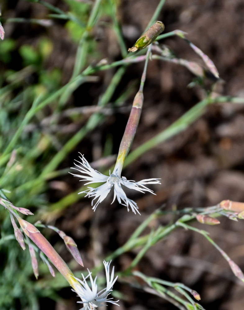 Изображение особи Dianthus acicularis.