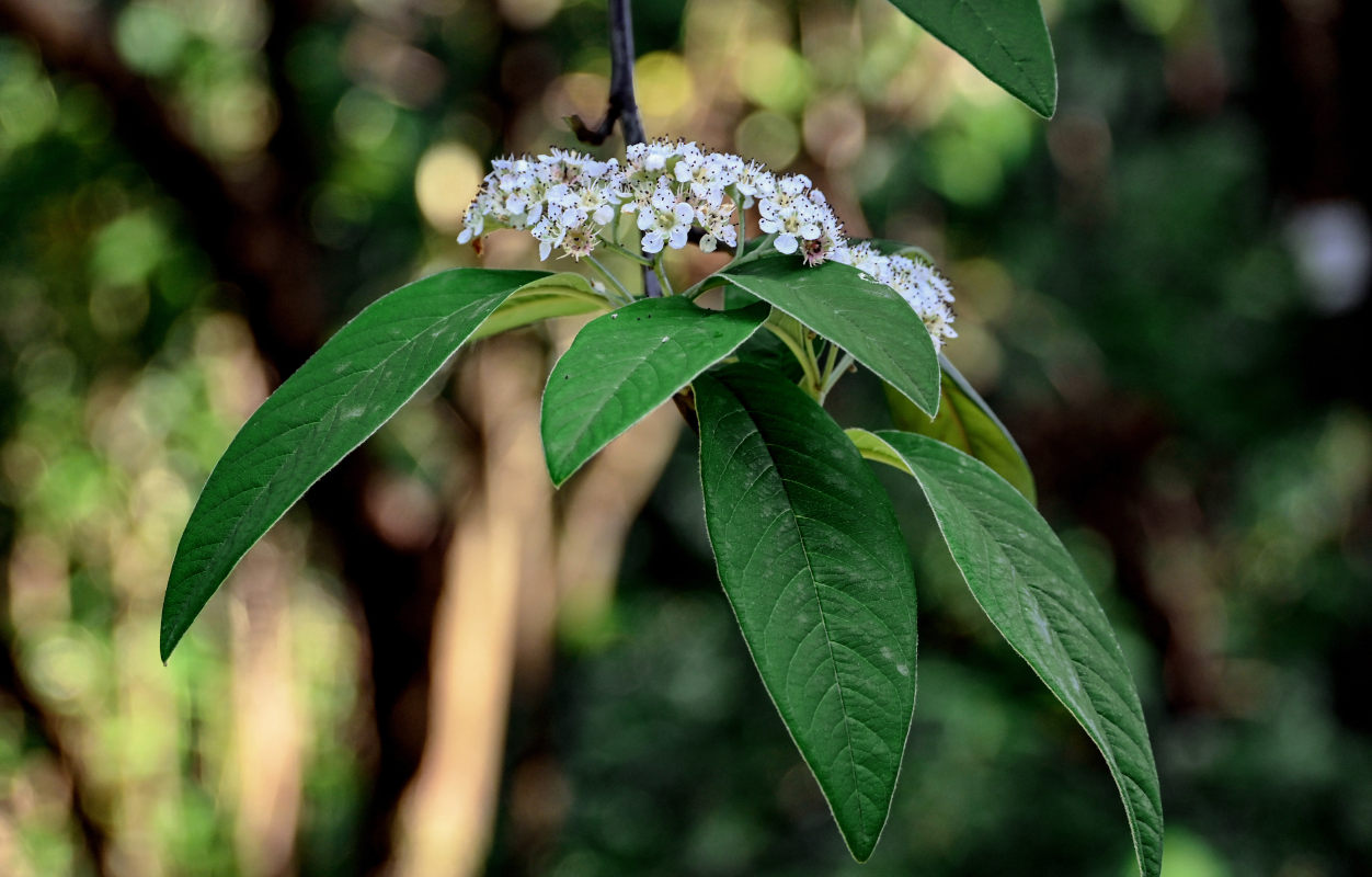 Image of Cotoneaster frigidus specimen.