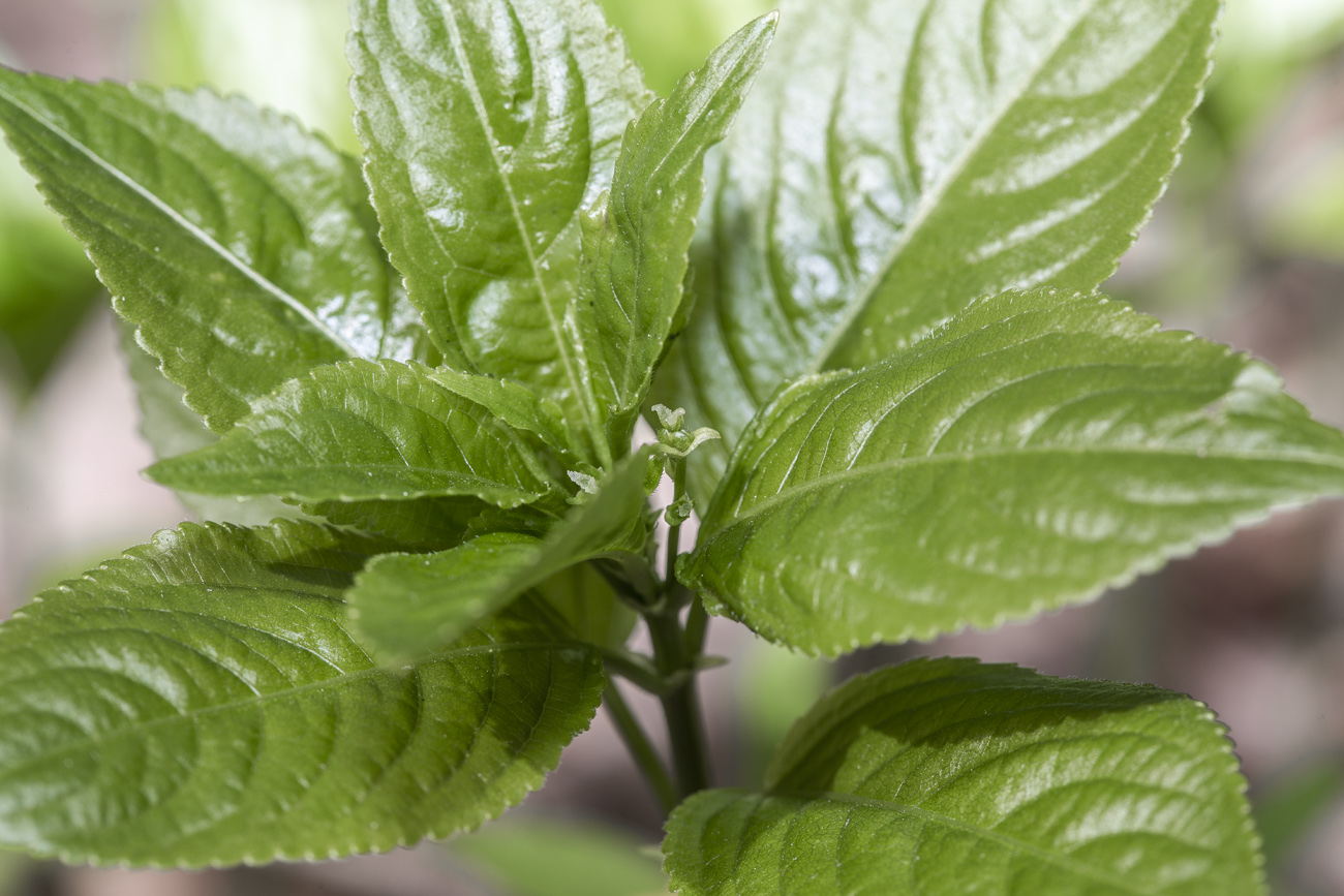 Изображение особи Mercurialis perennis.