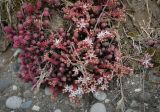 Sedum pallidum. Цветущее растение. Абхазия, Гагрский р-н, с. Лдзаа, борт водоотводной канавы. 13.04.2024.