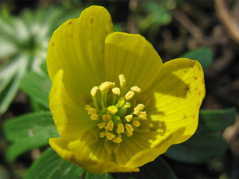 Image of Eranthis hyemalis specimen.