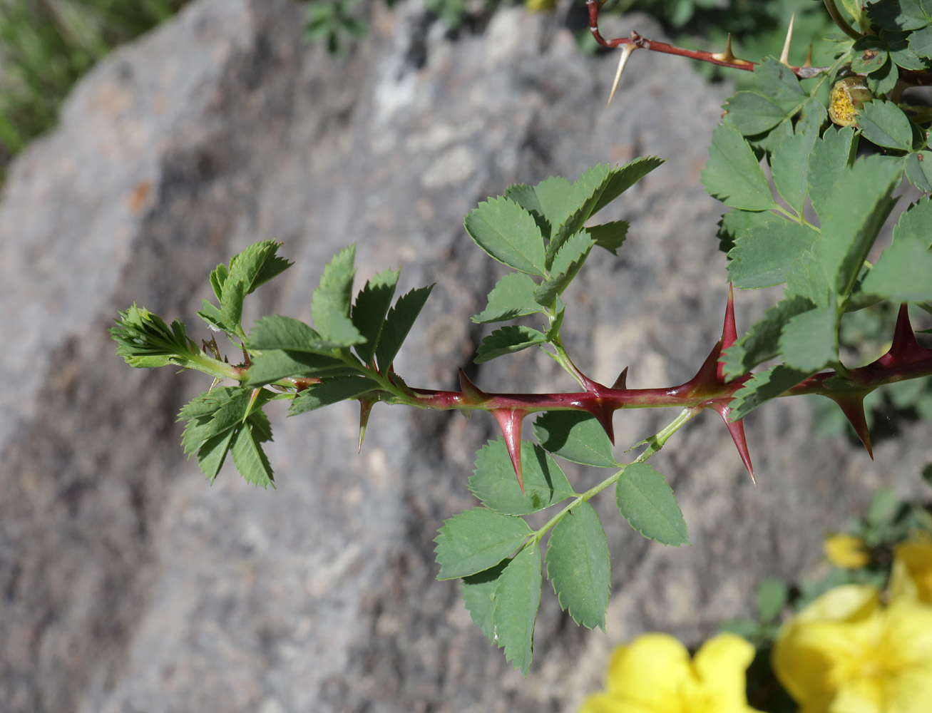 Изображение особи Rosa platyacantha.