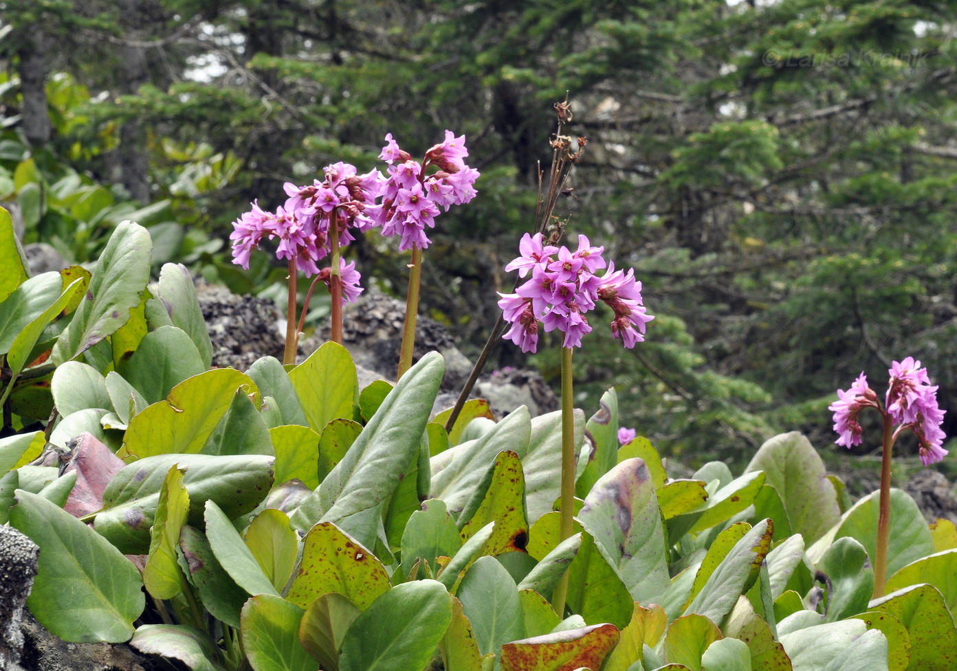 Image of Bergenia pacifica specimen.