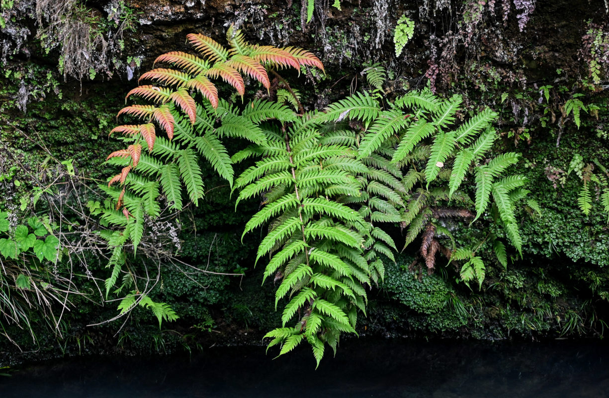 Image of Woodwardia unigemmata specimen.