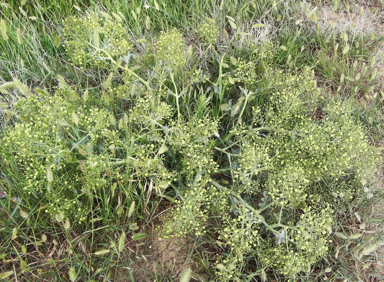 Изображение особи Crambe steveniana.