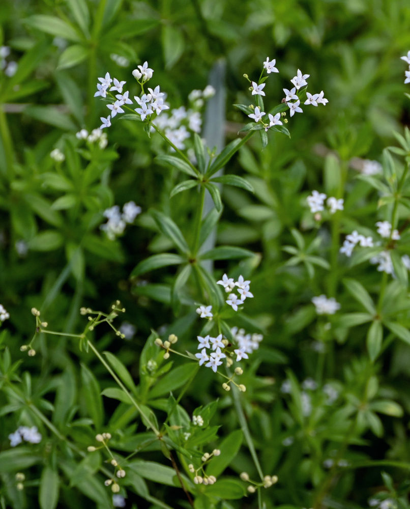 Image of Galium rivale specimen.